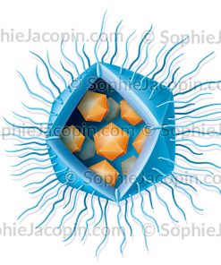 MIMIVIRUS VIROPHAGE