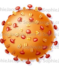 VIRUS DE LA GRIPPE