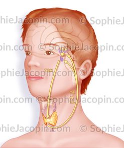 FONCTIONNEMENT GLANDE THYROÏDE