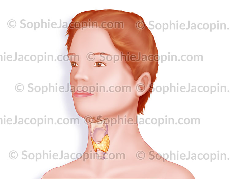 FONCTIONNEMENT GLANDE THYROÏDE – Image 3