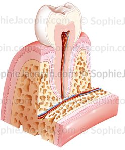 ANATOMIE DENT SAINE