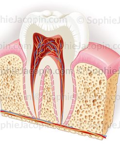 ANATOMIE DENT