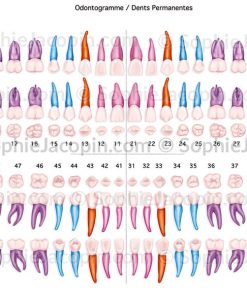 ODONTOGRAMME DENTS PERMANENTES
